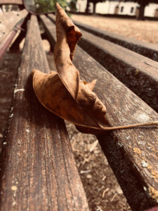 Feuille morte sur un banc