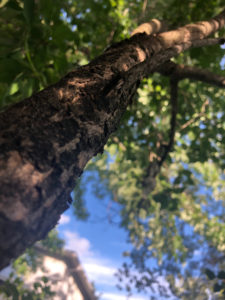 Arbre poussant vers le ciel